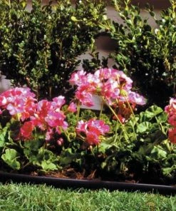 Garden Care Life Shop -Garden Care Life Shop 15142122