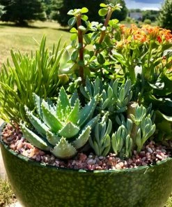 AKASHA Landscaping Rock 4-lb Indoor Decorative Rock -Garden Care Life Shop 16989168