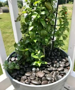 AKASHA Landscaping Rock 5-lb Black Indoor Decorative Rock -Garden Care Life Shop 17076050