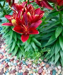 AKASHA Landscaping Rock 5-lb Indoor Decorative Rock -Garden Care Life Shop 17076906